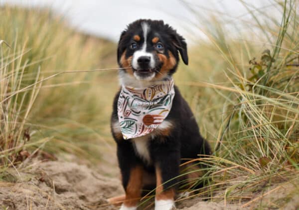 Boho Vibez