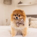 Mauve bow-tie sailor