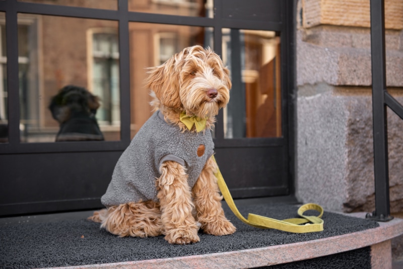 Walking Teddy Bear Darky Grey - Afbeelding 2