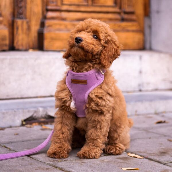 Velvy Lavie Harness XXS | M | L