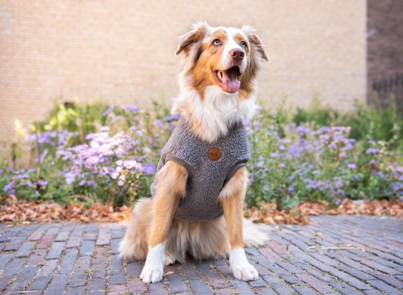 Walking Teddy Bear Darky Grey