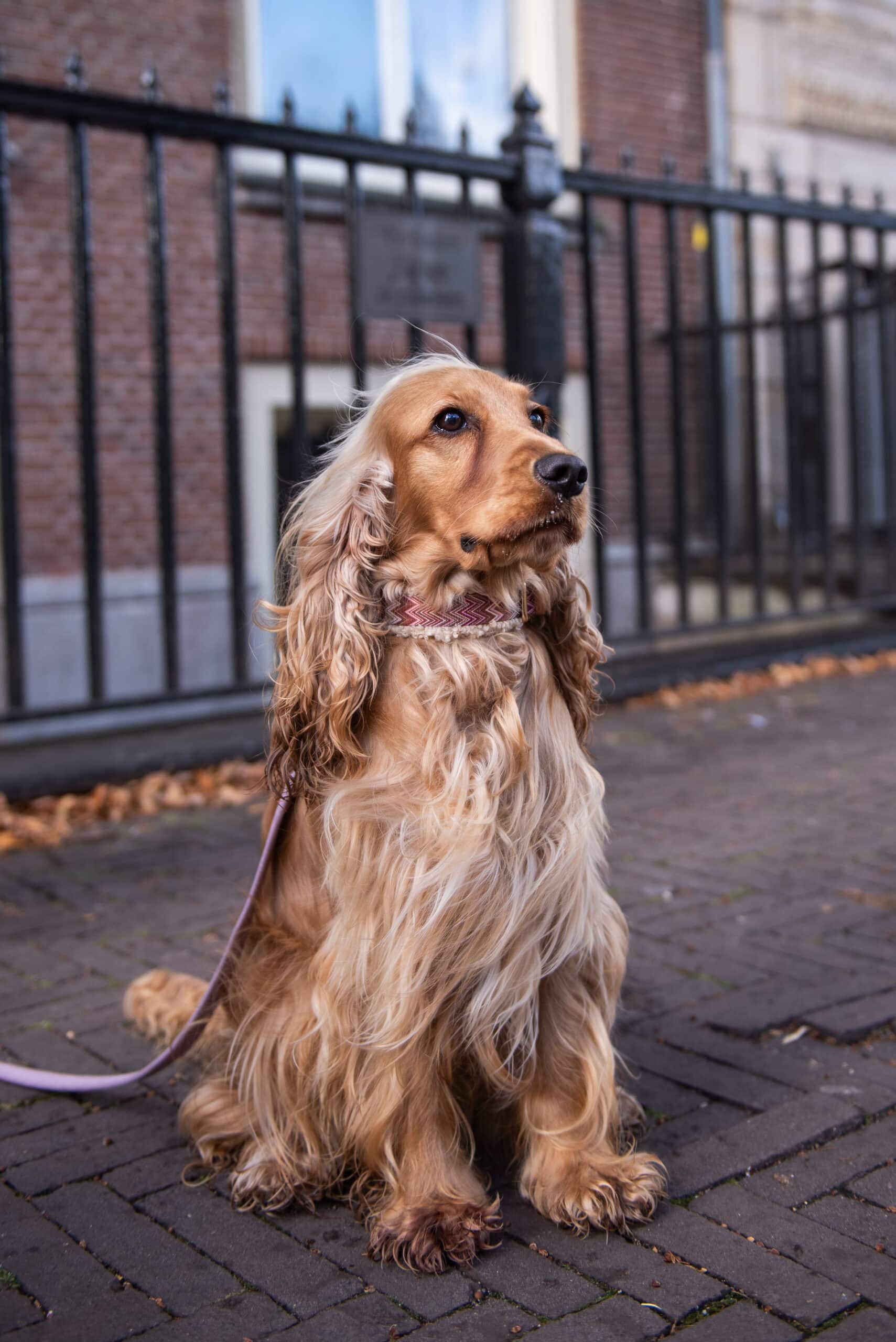 Zazzy - Afbeelding 3