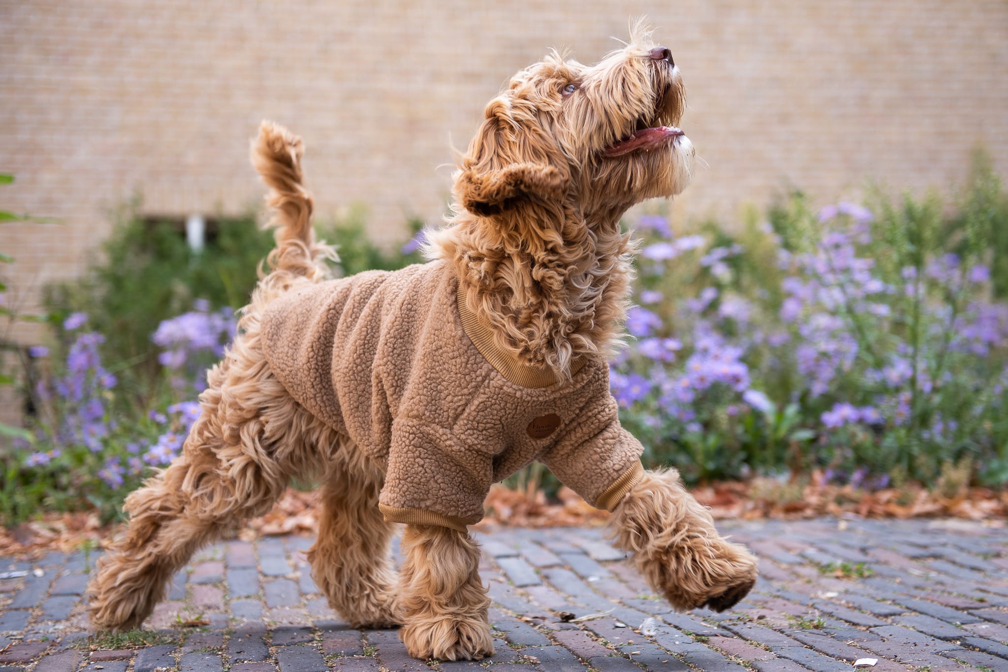 Walking Teddy Bear Brownie