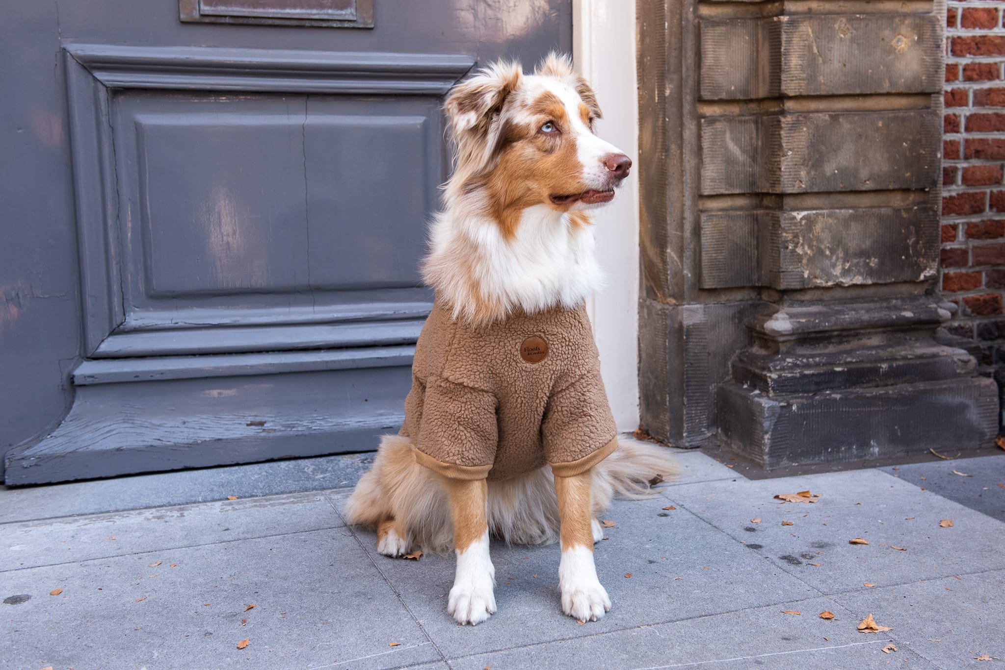 Walking Teddy Bear Brownie - Afbeelding 2