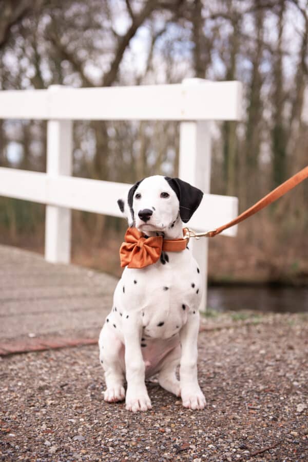 Velvy Coco bow-tie Sailor - Image 2