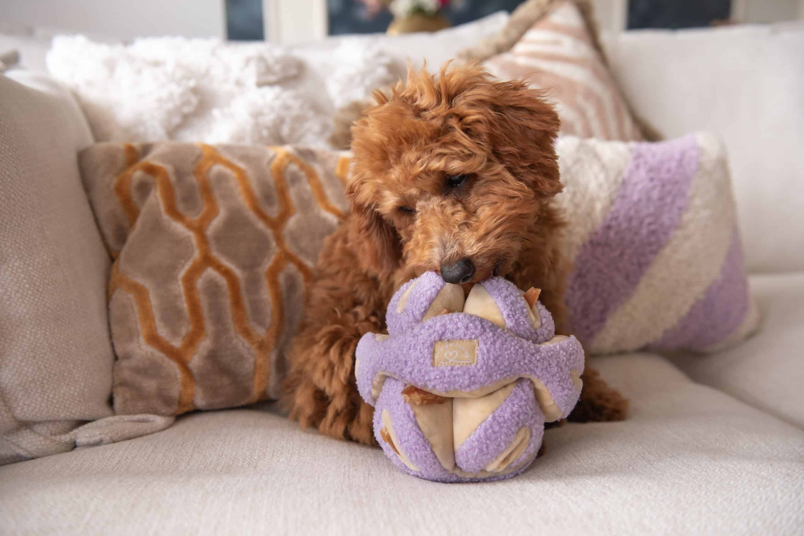 Snuffles Lilac - Afbeelding 2