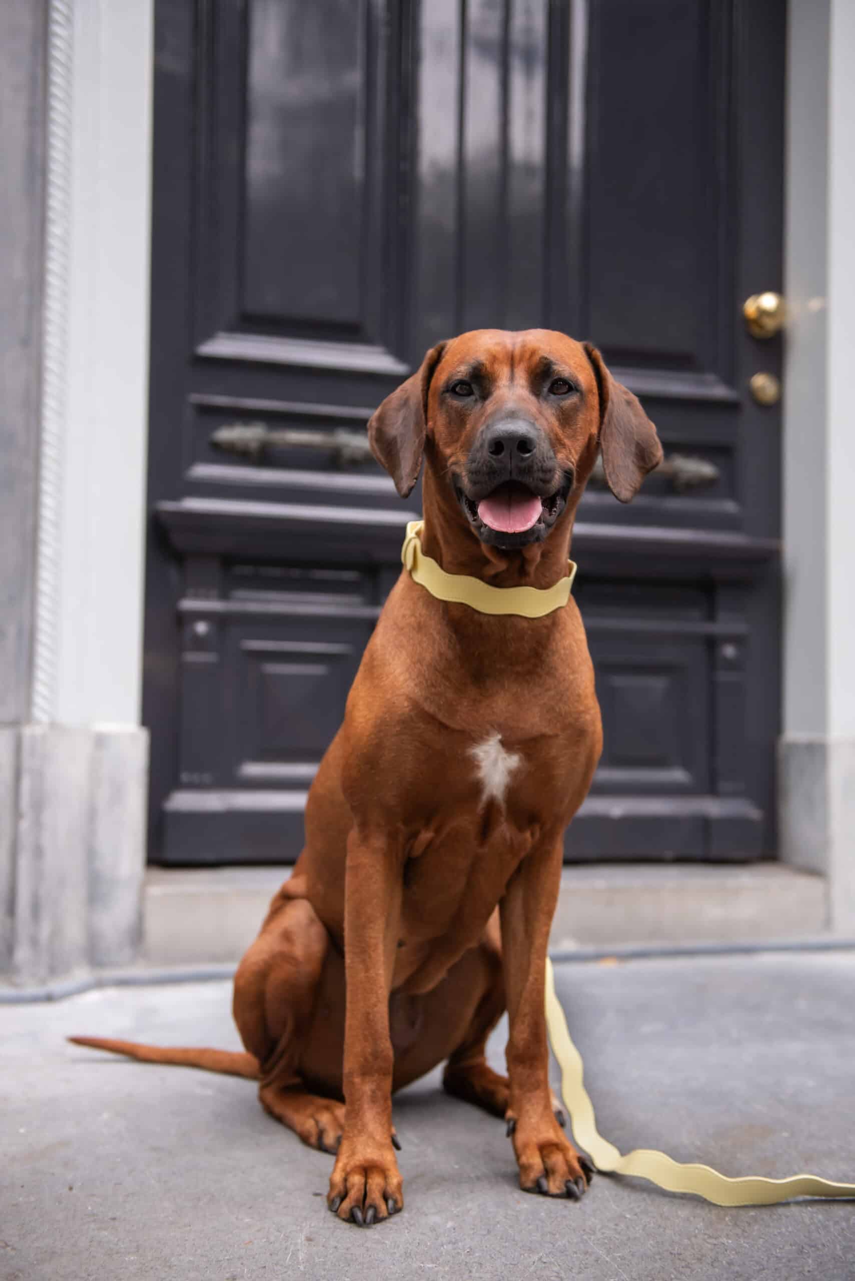 Wavy Lilo - Afbeelding 2