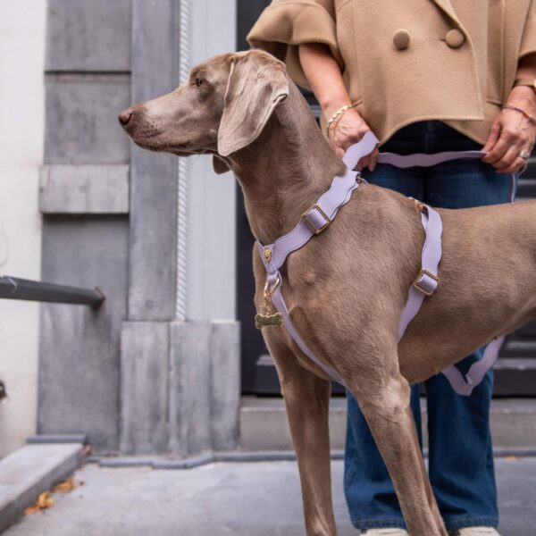 Complete pack deal Maggy