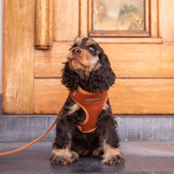 Velvy Coco Harness XXS | L