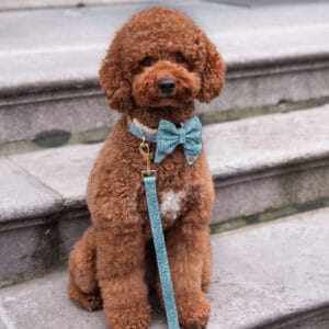 Nobu bow-tie sailor
