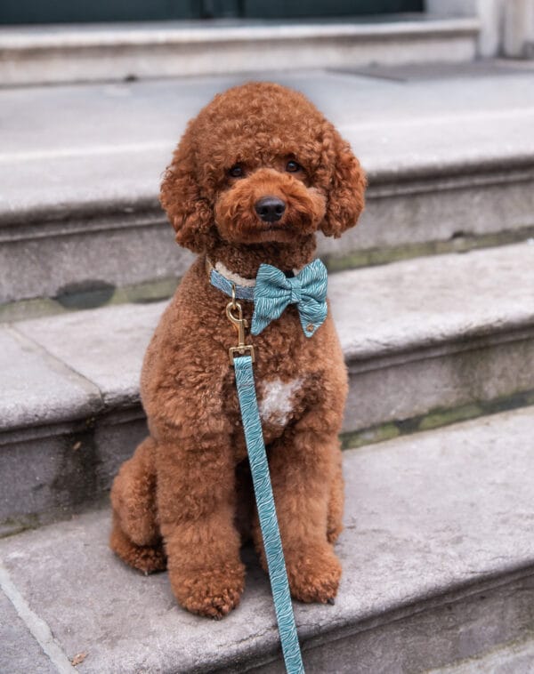 Nobu bow-tie sailor