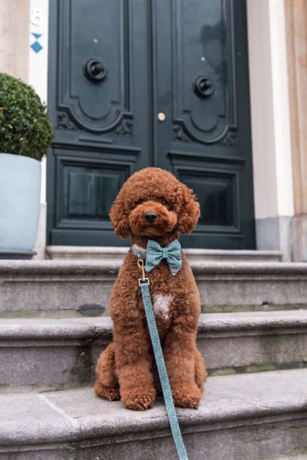 Nobu leash - Image 2