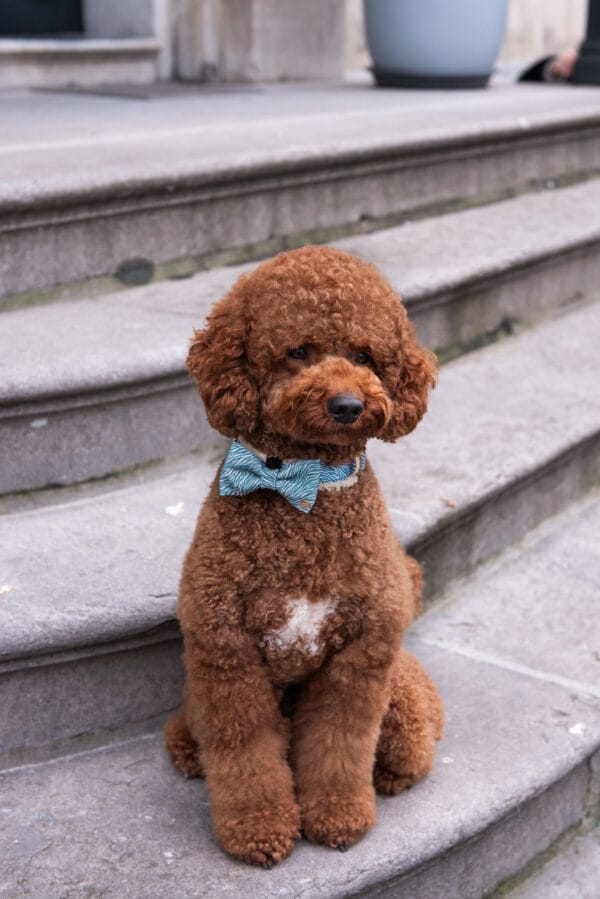 Nobu bow-tie - Image 2