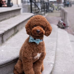 Nobu bow-tie