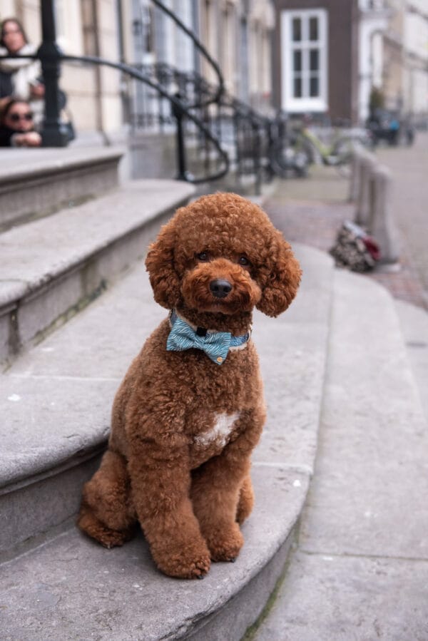 Nobu bow-tie