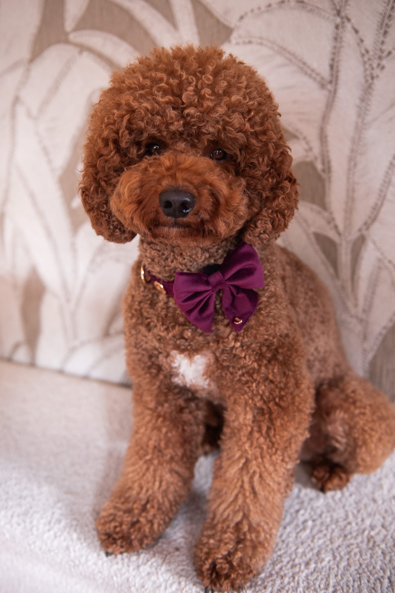 Bibi Collar - Afbeelding 2