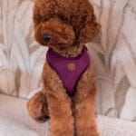 Bibi Harness