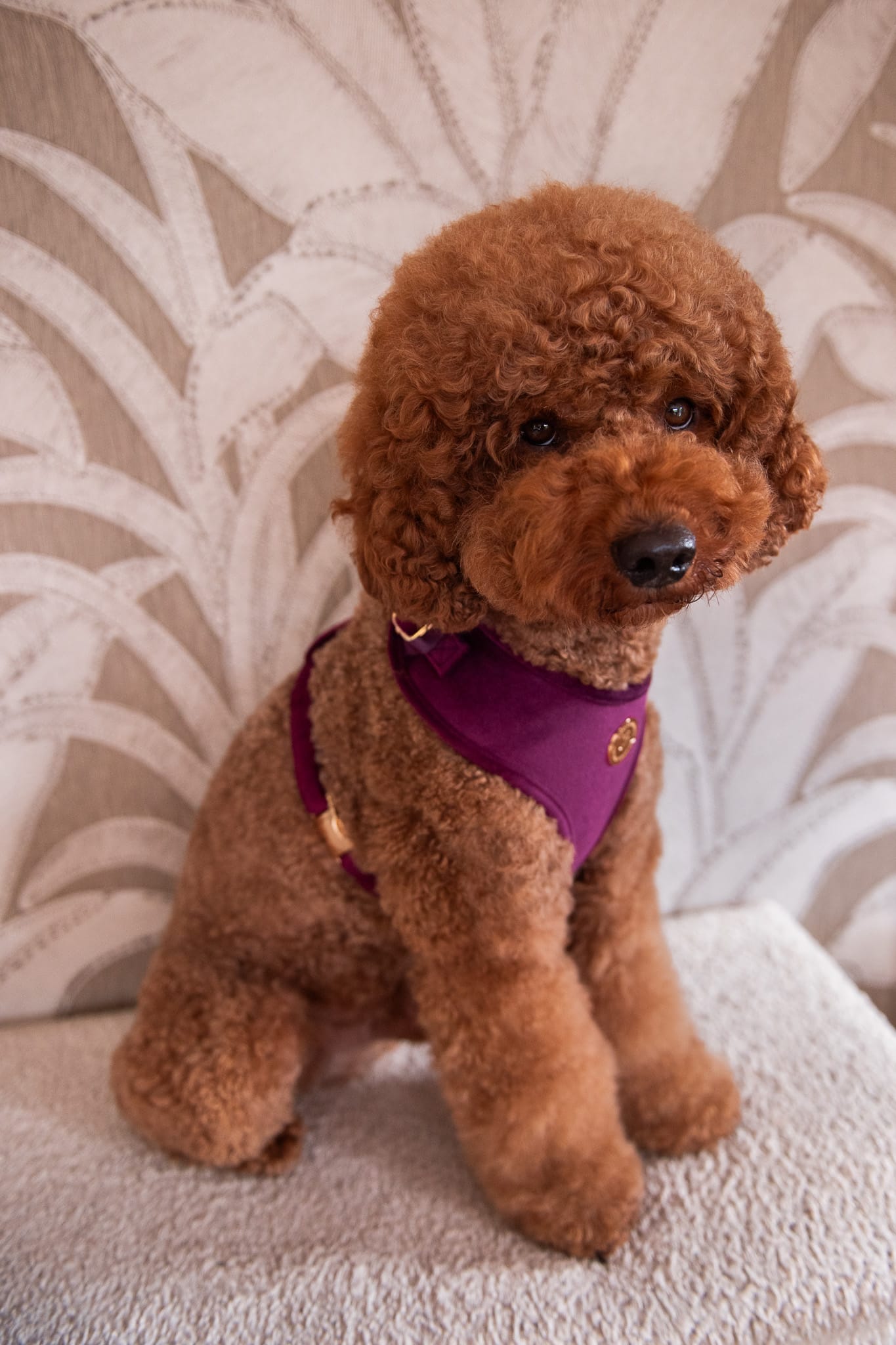 Bibi Harness - Afbeelding 4