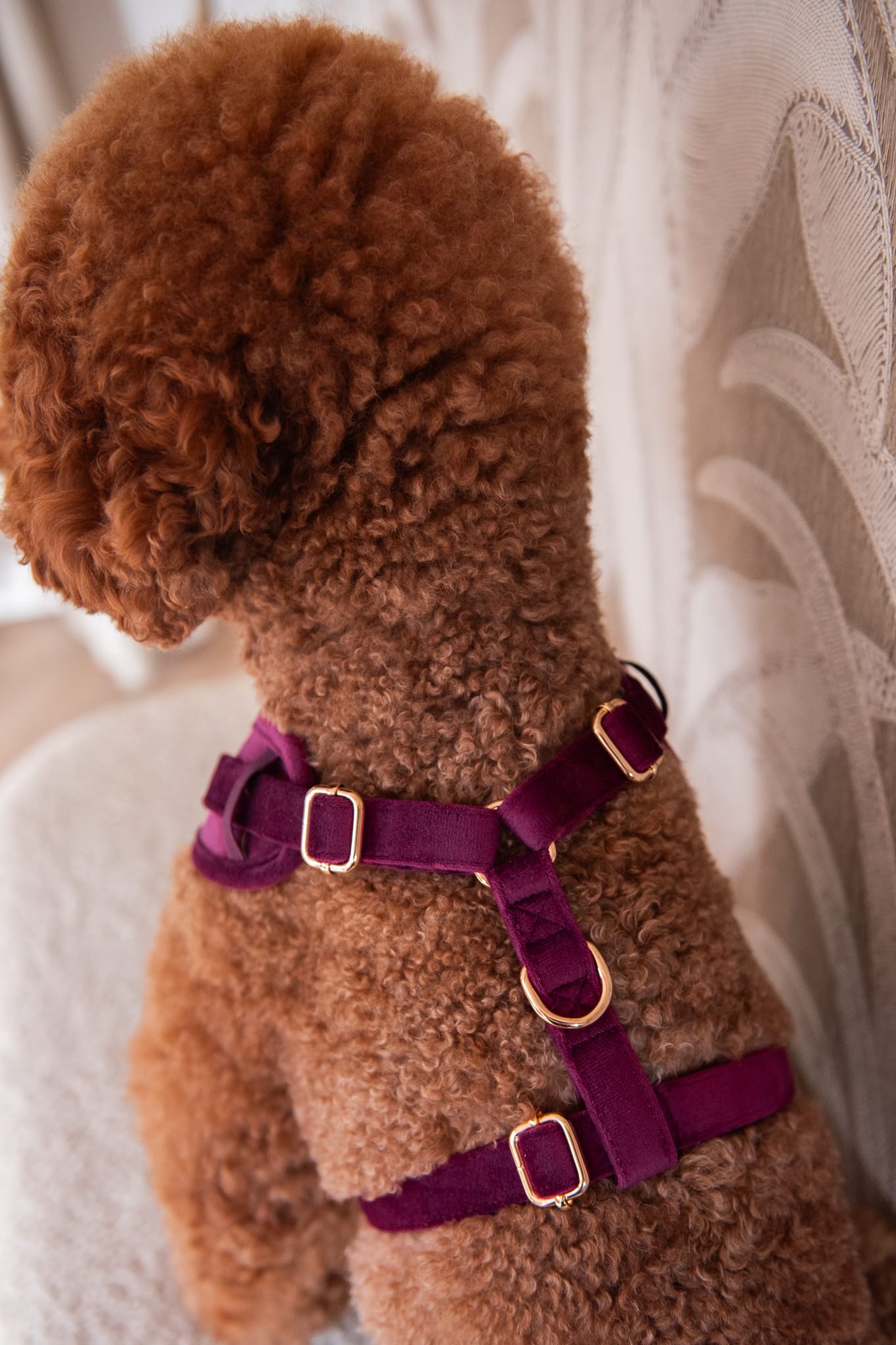 Bibi Harness - Afbeelding 3