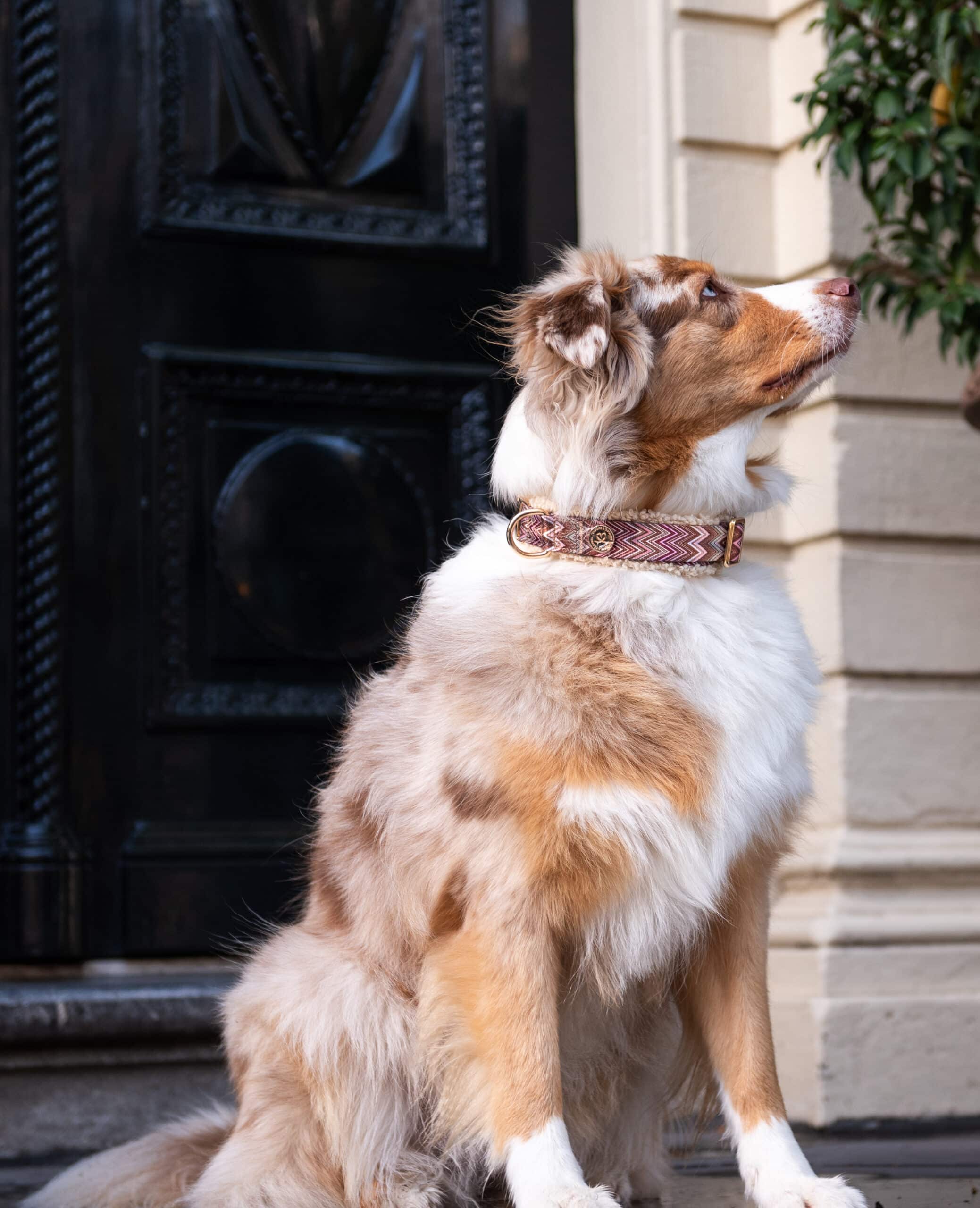 Zazzy - Afbeelding 2