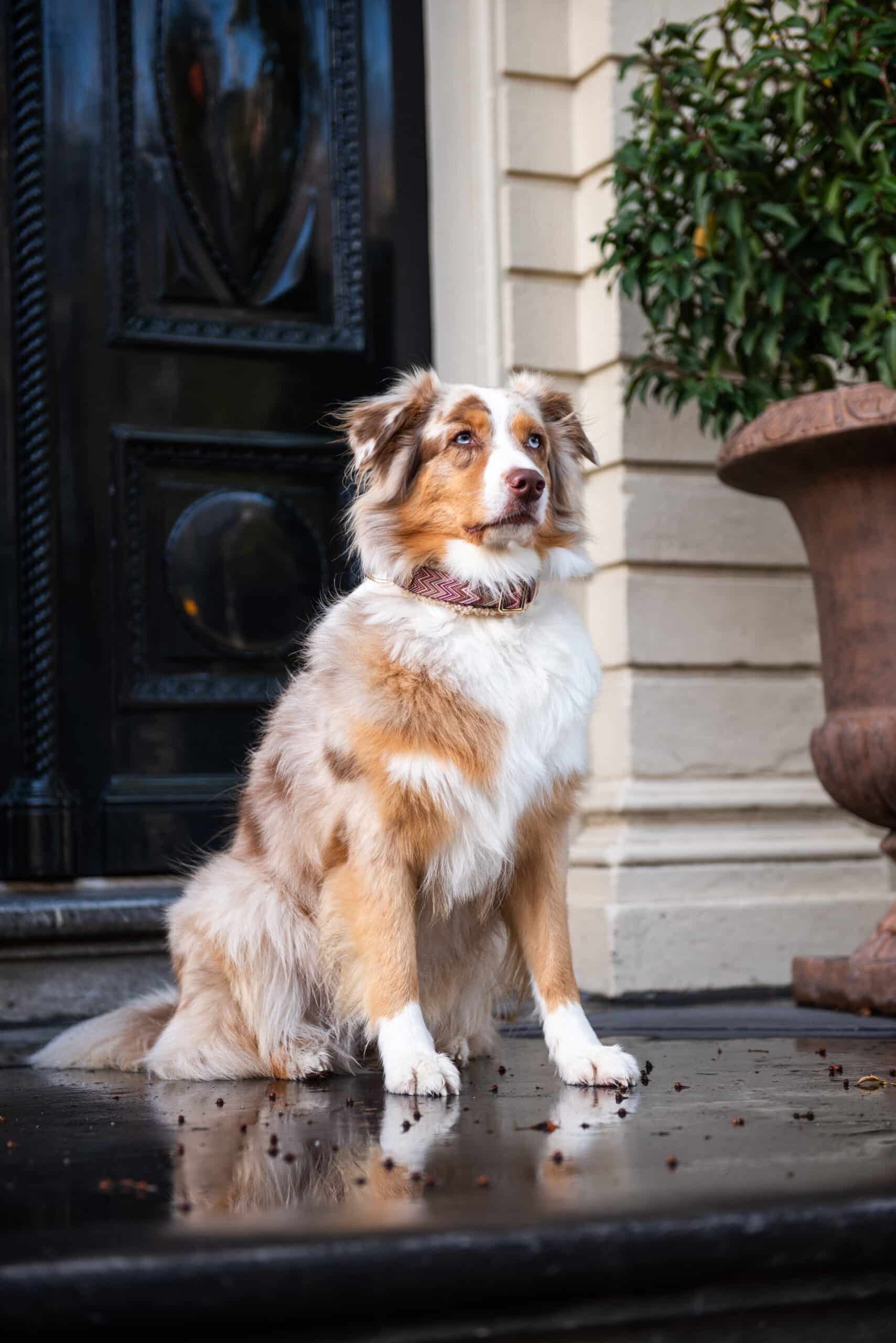 Zazzy - Afbeelding 4