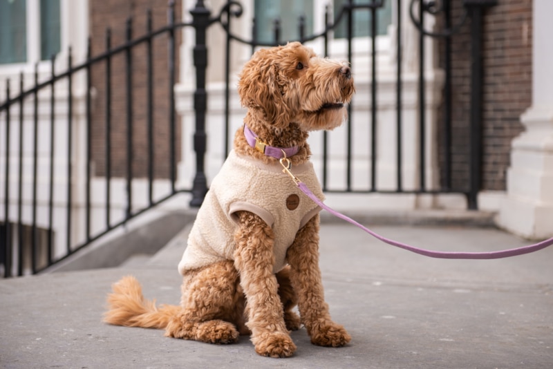 Velvy Lavie - Afbeelding 2