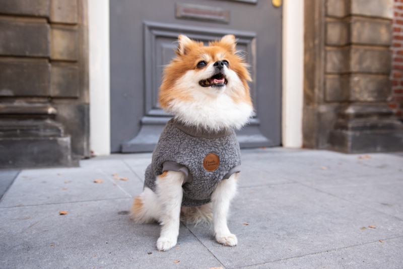 Walking Teddy Bear Darky Grey - Afbeelding 3