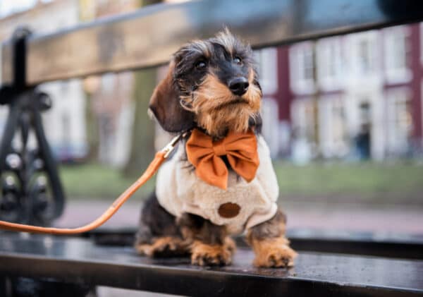 Velvy Coco bow-tie Sailor - Image 3