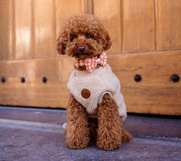 Walking Teddy Bear Beige