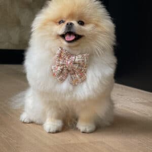 Collar Pack Deal Lima