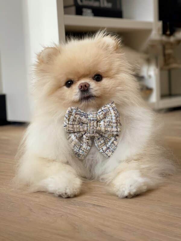 Noé bow-tie Sailor